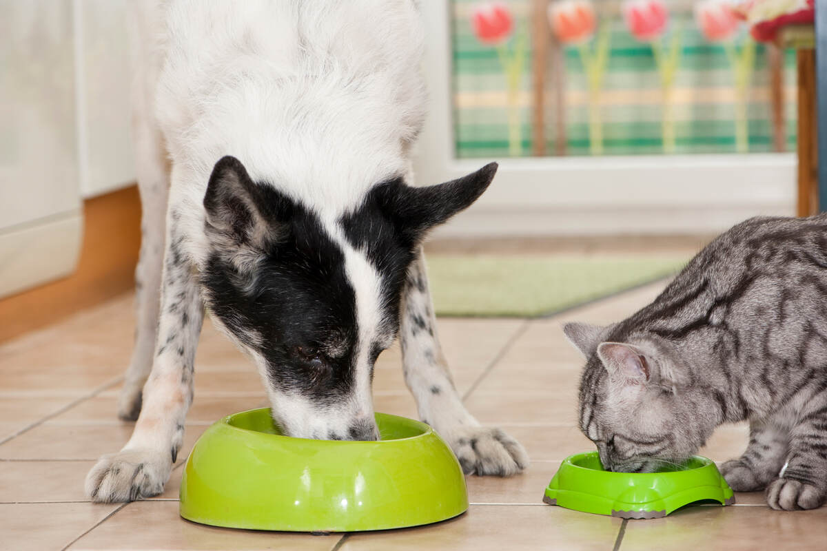 Intoxication alimentaire chez le chien : comment réagir ?