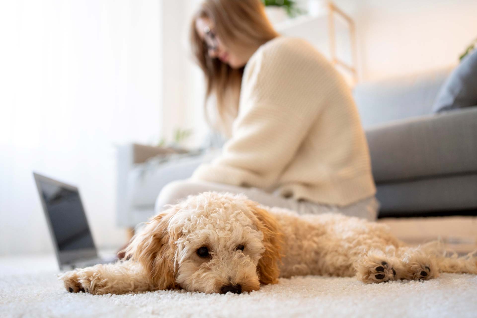 Propreté à votre chien