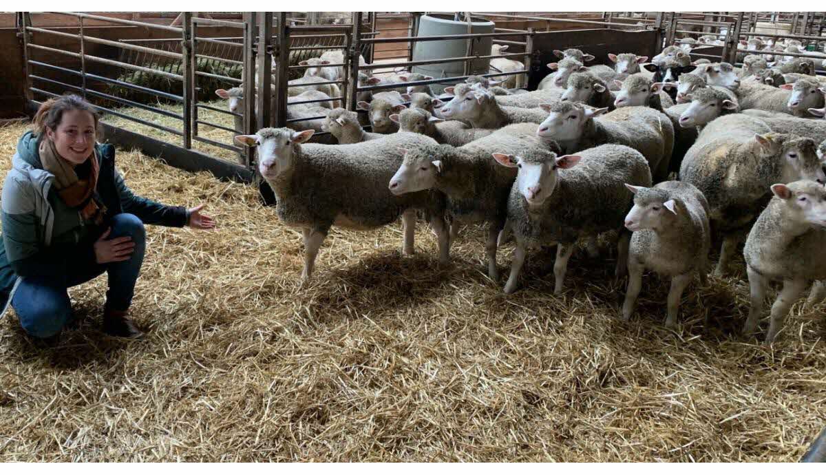 Comment choisir un agneau de qualité pour votre ferme