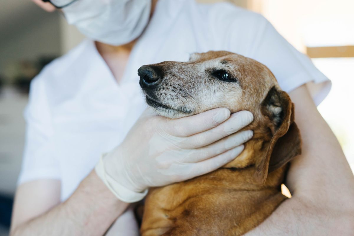 Les signes à surveiller pour détecter la maladie chez votre animal