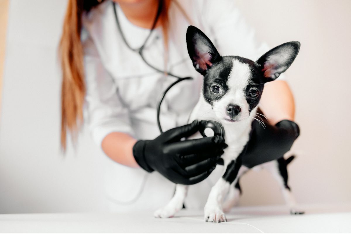 1-Les risques pour la santé des animaux de compagnie exposés aux produits anti-nuisibles