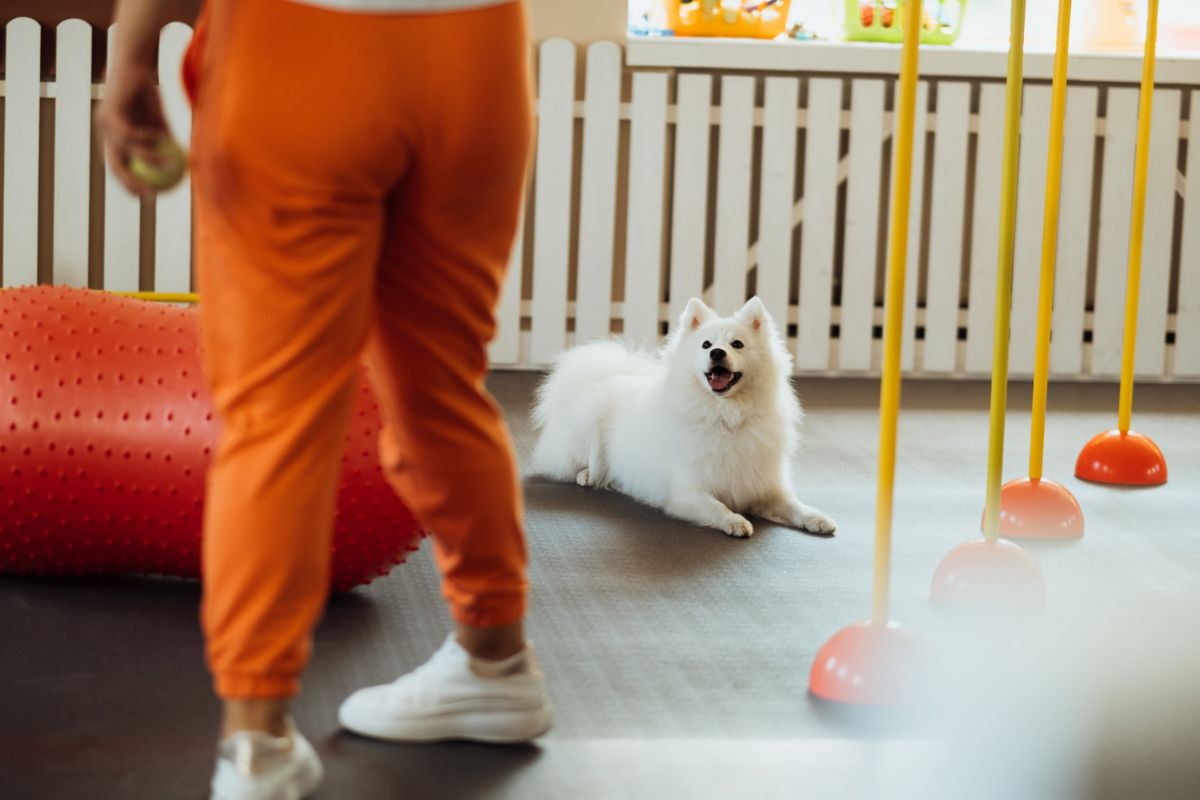 7-La journée type de votre animal à la garderie pour animaux de compagnie