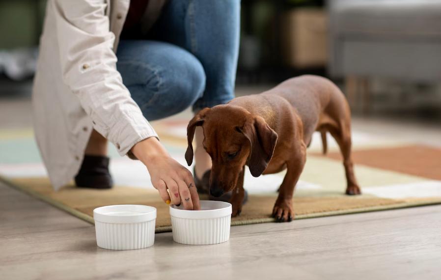 7 conseils pour nourrir convenablement votre chien en hiver