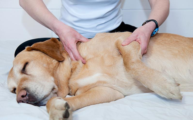 massages pour animaux