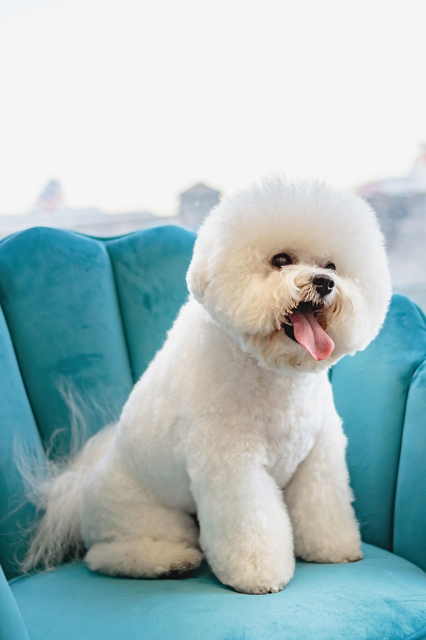 découvrez nos services de toilettage canin, qui allient expertise et douceur, pour offrir à votre chien une expérience de bien-être unique. que ce soit pour un simple bain, une coupe stylée ou des soins spécifiques, notre équipe de professionnels s'occupe de votre compagnon à quatre pattes avec amour et soin.